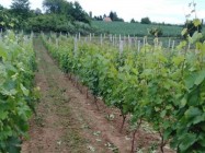 Radović Vinoteka vina domaća