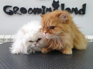 Groomingland Salon za šišanje pasa
