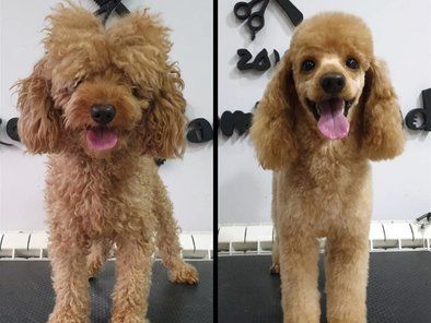 Groomingland Salon za šišanje pasa