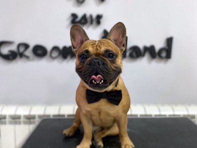 Groomingland Salon za šišanje pasa