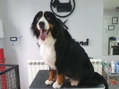 Groomingland Salon za šišanje pasa