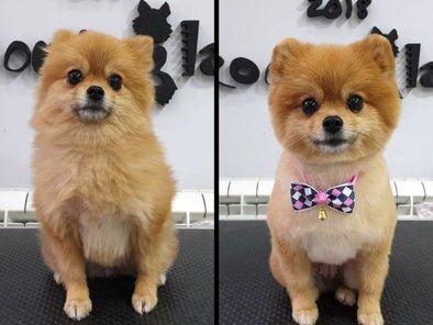 Groomingland Salon za šišanje pasa
