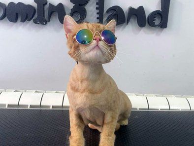 Groomingland Salon za šišanje pasa