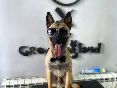 Groomingland Salon za šišanje pasa