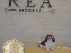 Rea - salon za pse hotel i pet taxi