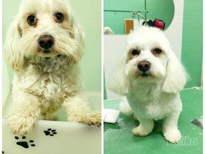 Vesela Njuška - salon za šišanje pasa