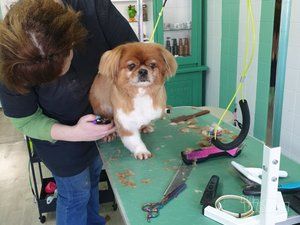 Vesela Njuška - salon za šišanje pasa