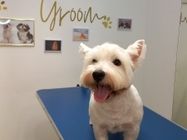 Posh groom