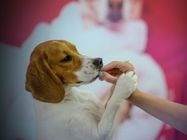 Studio Leni grooming škola