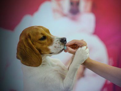 Studio Leni grooming škola