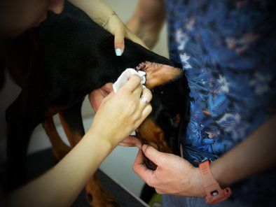 Studio Leni grooming škola