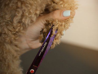 Studio Leni grooming škola
