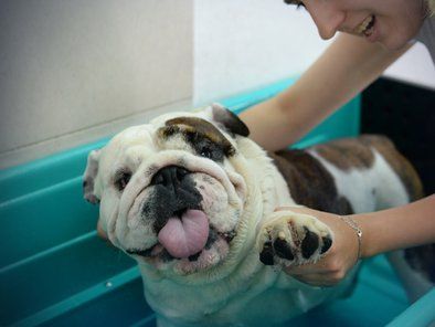 Studio Leni grooming