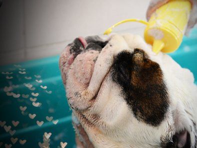 Studio Leni grooming