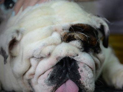 Studio Leni grooming