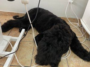 Happy Puppy grooming by Jelena