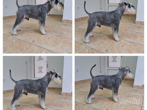 Happy Puppy grooming by Jelena