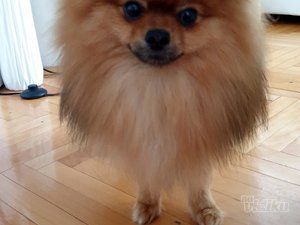 Happy Puppy grooming by Jelena