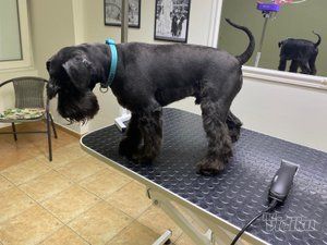 Happy Puppy grooming by Jelena