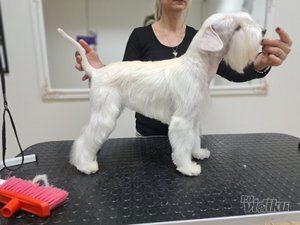 Happy Puppy grooming by Jelena