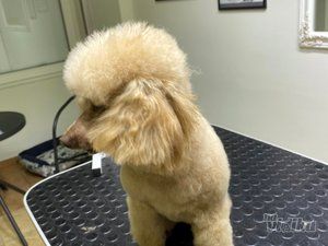 Happy Puppy grooming by Jelena