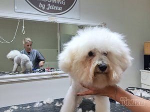 Happy Puppy grooming by Jelena