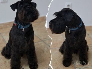 Happy Puppy grooming by Jelena