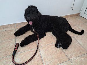 Happy Puppy grooming by Jelena