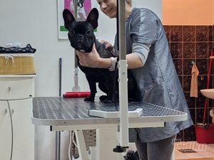 Happy Puppy grooming by Jelena