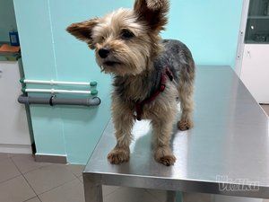 Stellavet veterinarska ambulanta