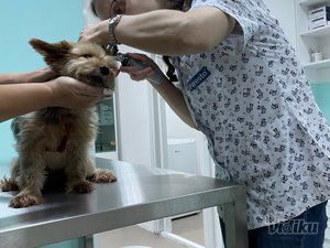 Stellavet veterinarska ambulanta