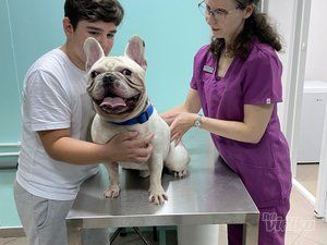 Stellavet veterinarska ambulanta