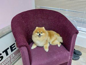 Lola Grooming Spa salon za pse