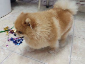 Lola Grooming Spa salon za pse
