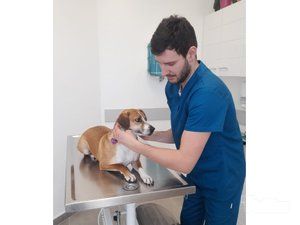 Vet for 5 Veterinarska ambulanta