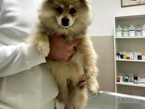 Vet for 5 Veterinarska ambulanta