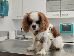 Vet for 5 Veterinarska ambulanta