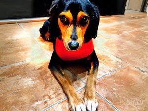 Vet for 5 Veterinarska ambulanta