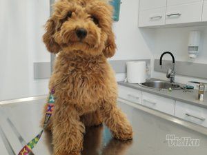 Vet for 5 Veterinarska ambulanta