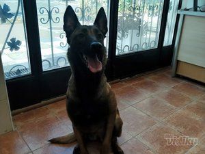 Vet for 5 Veterinarska ambulanta