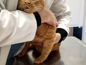 Vet for 5 Veterinarska ambulanta