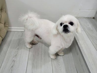 Groomerija Salon za pse