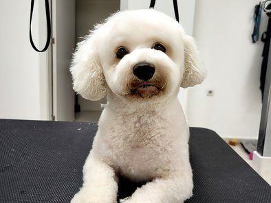 Groomerija Salon za pse