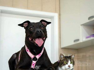 Taurunum Vet veterinar