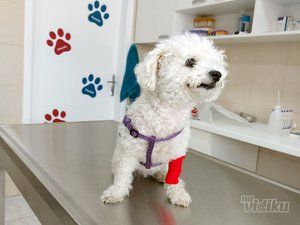 Taurunum Vet veterinar