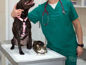 Taurunum Vet veterinar