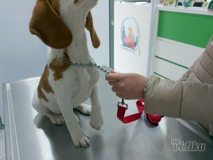 Taurunum Vet veterinar