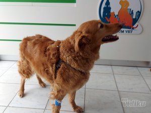 Taurunum Vet veterinar