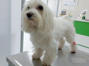 Taurunum Vet veterinar
