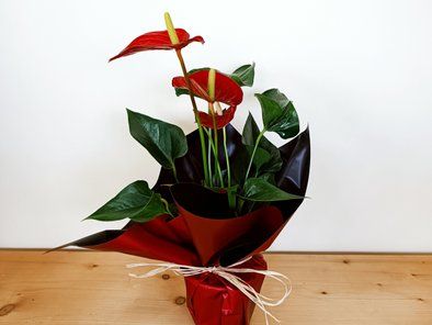 Gardenium vrtni centar